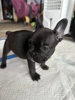 Rocko, a male French Bulldog for sale in Slidell, LA – 2 of 10