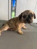 Wave , a male French Bulldog for sale in Slidell, LA – 2 of 10