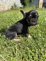 Saint , a male French Bulldog for sale in Slidell, LA – 9 of 10