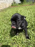 Luna, a female French Bulldog for sale in Slidell, LA – 3 of 10