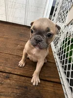 Shadow , a male French Bulldog for sale in Slidell, LA – 6 of 7