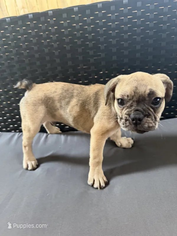 Wave  – French Bulldog puppy for sale in Slidell, LA