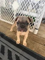 Shadow , a male French Bulldog for sale in Slidell, LA – 2 of 7