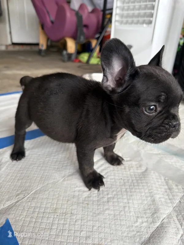 Rocko – French Bulldog puppy for sale in Slidell, LA