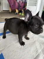Rocko, a male French Bulldog for sale in Slidell, LA – 1 of 10