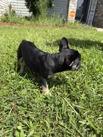 Saint , a male French Bulldog for sale in Slidell, LA – 6 of 10