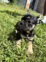 Saint , a male French Bulldog for sale in Slidell, LA – 2 of 10