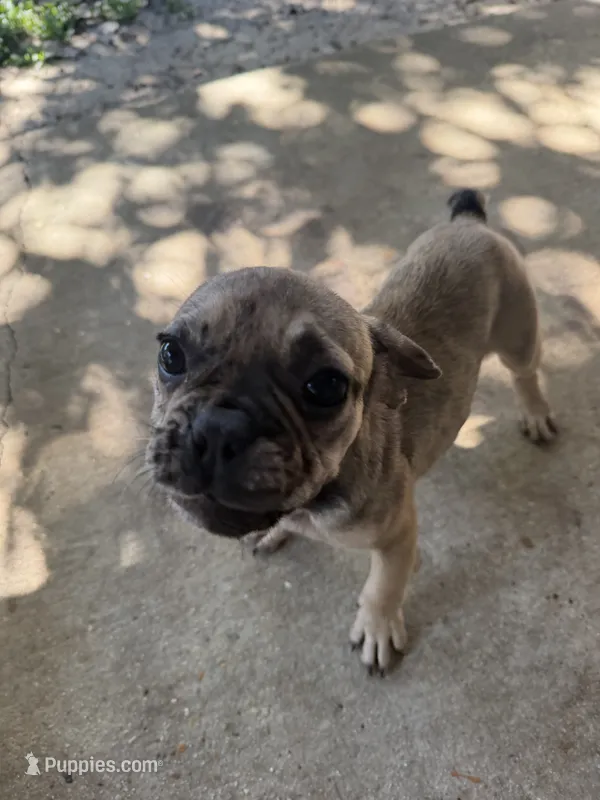 Simba – French Bulldog puppy for sale in Slidell, LA