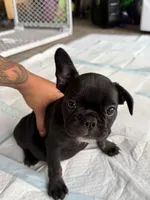 Luna, a female French Bulldog for sale in Slidell, LA – 6 of 10