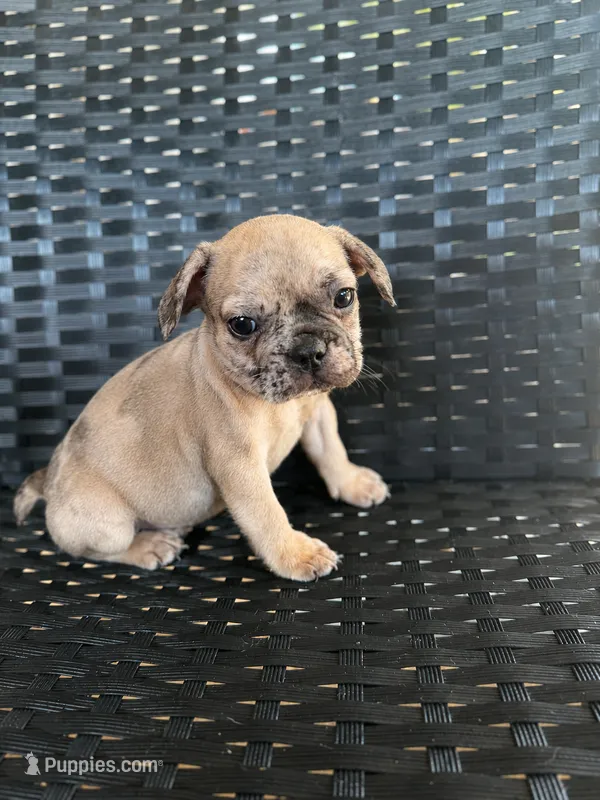 Wave  – French Bulldog puppy for sale in Slidell, LA