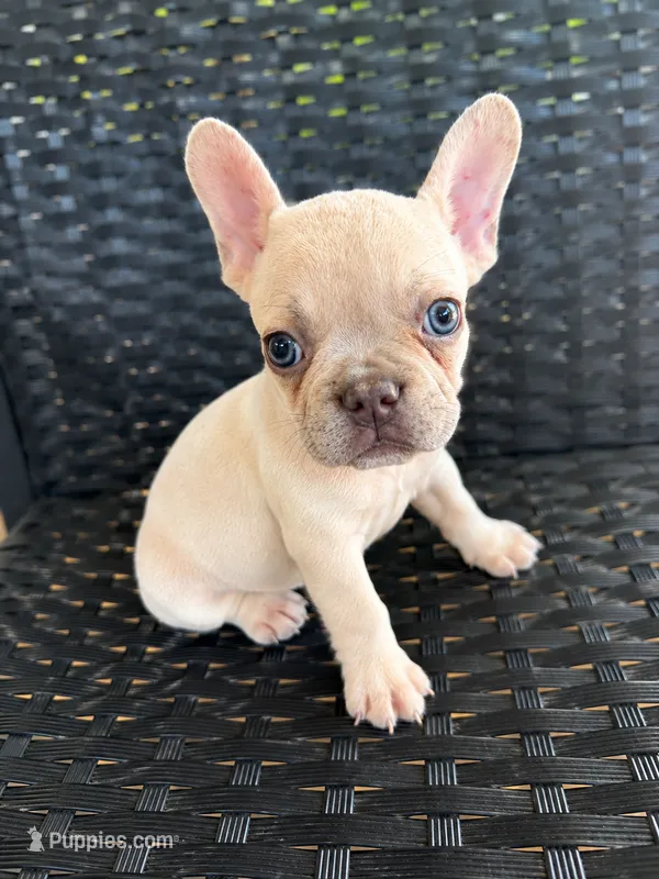MJ – French Bulldog puppy for sale in Slidell, LA