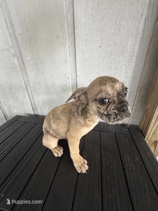 Simba – French Bulldog puppy for sale in Slidell, LA