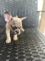 Cujo , a male French Bulldog for sale in Slidell, LA – 5 of 7