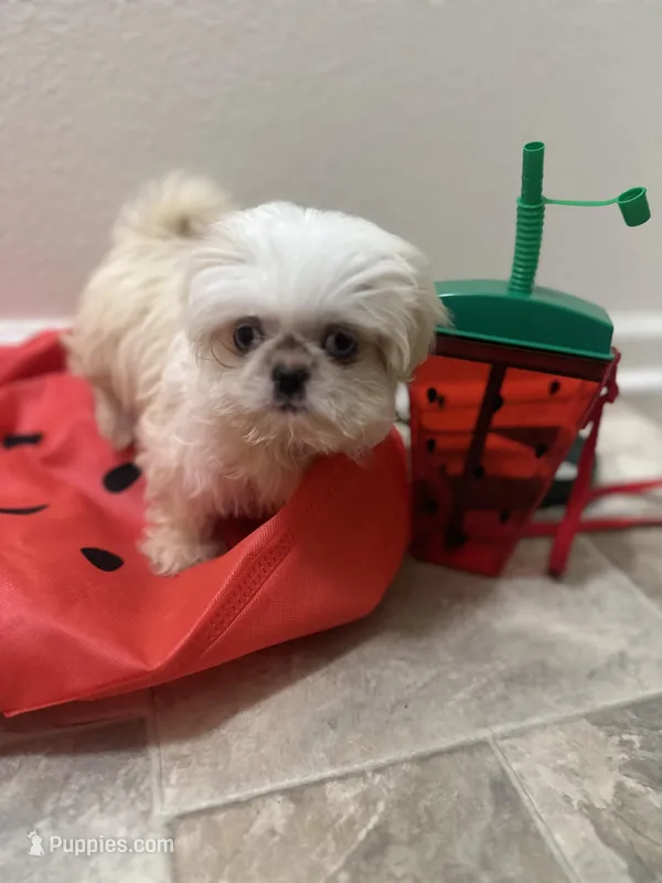 Minnie  – Shih Tzu puppy for sale in Slidell, LA