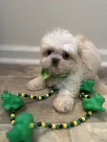 Drake , a female Shih Tzu for sale in Slidell, LA – Photo 1 of 3