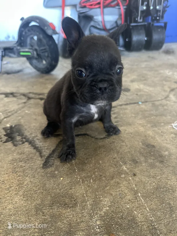 Rocko – French Bulldog puppy for sale in Slidell, LA