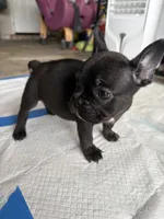 Rocko, a male French Bulldog for sale in Slidell, LA – 3 of 10