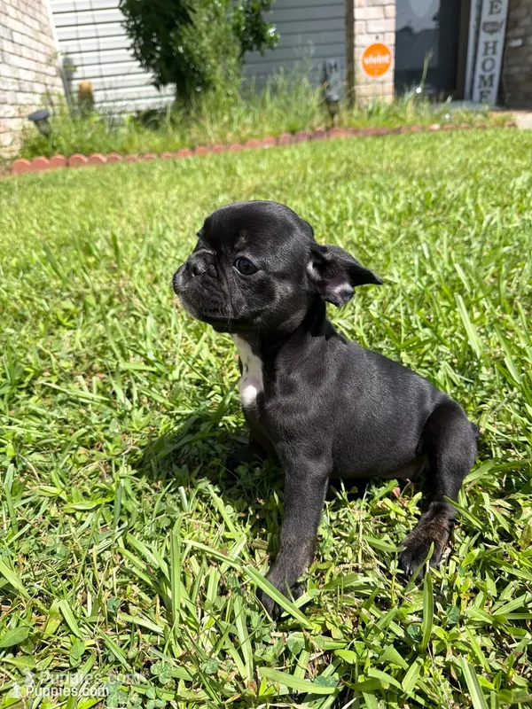 Luna – French Bulldog puppy for sale in Slidell, LA