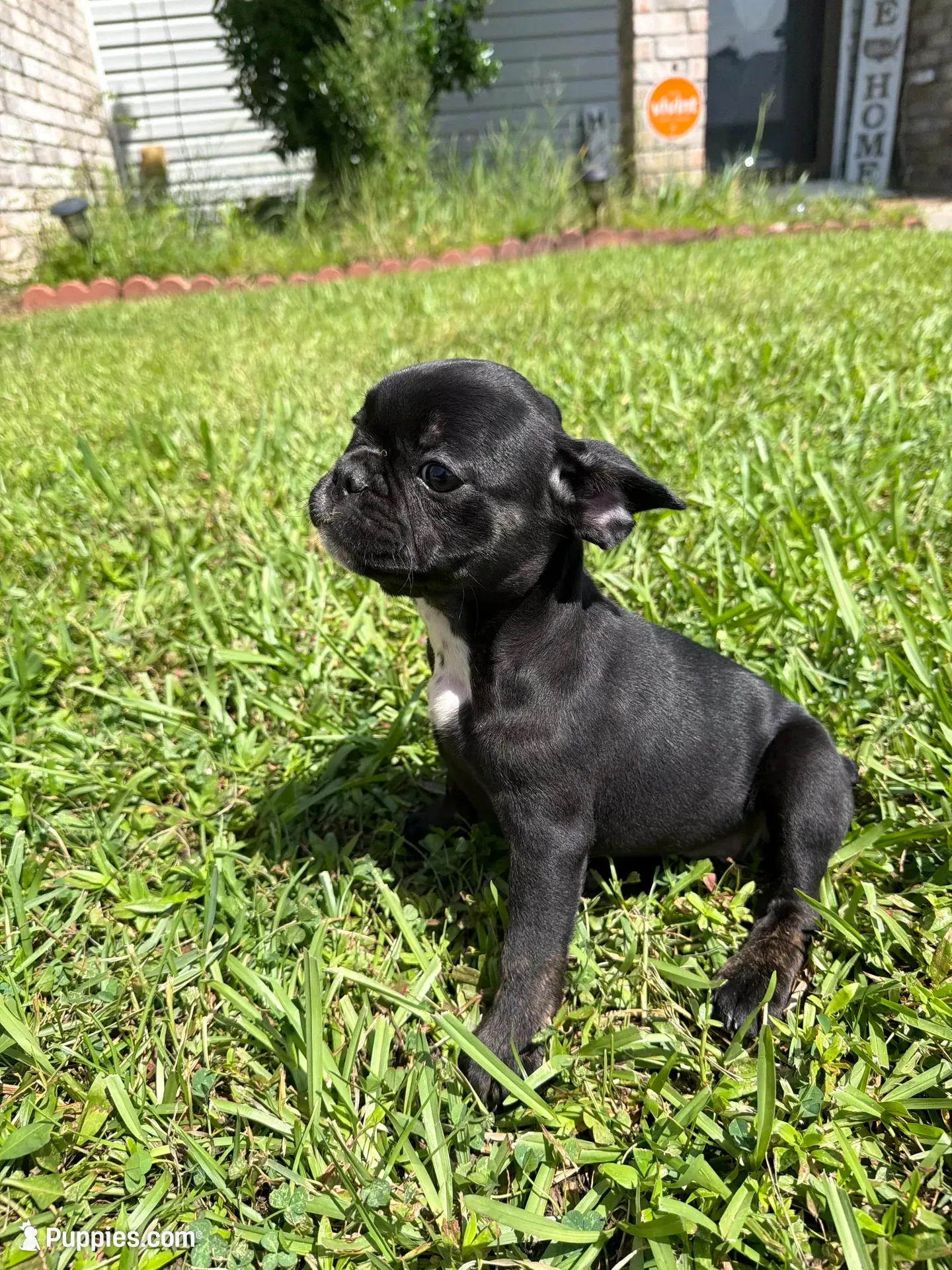 Luna, a female French Bulldog for sale in Slidell, LA – 1 of 10
