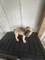 Simba, a male French Bulldog for sale in Slidell, LA – 5 of 7
