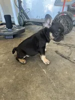 Saint , a male French Bulldog for sale in Slidell, LA – 5 of 9