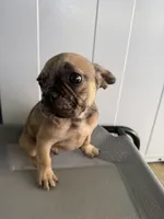 Wave , a male French Bulldog for sale in Slidell, LA – 4 of 10