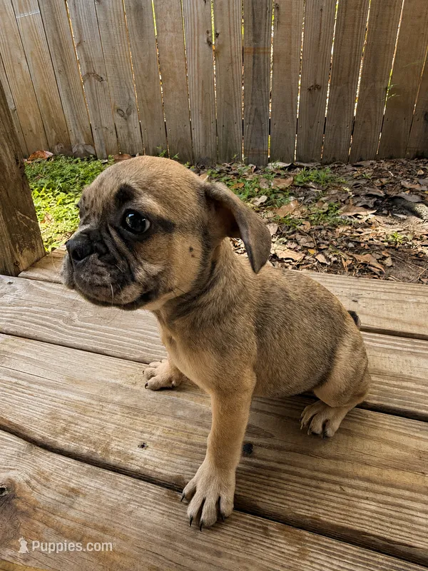 Wave  – French Bulldog puppy for sale in Slidell, LA