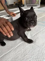 Rocko, a male French Bulldog for sale in Slidell, LA – 5 of 10