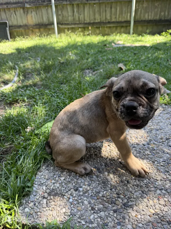 Simba – French Bulldog puppy for sale in Slidell, LA