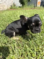 Saint , a male French Bulldog for sale in Slidell, LA – 8 of 10
