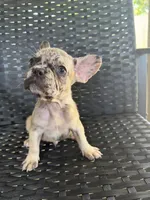 Cujo , a male French Bulldog for sale in Slidell, LA – 6 of 7