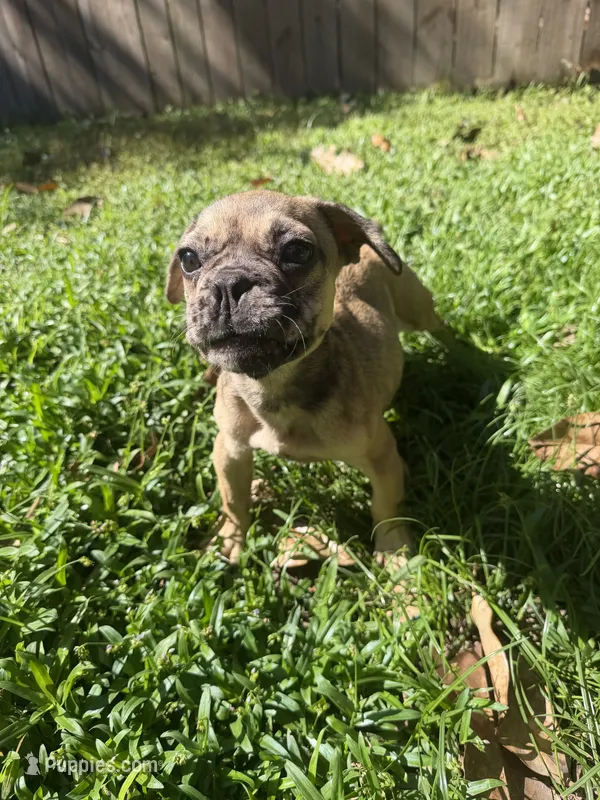 Simba – French Bulldog puppy for sale in Slidell, LA