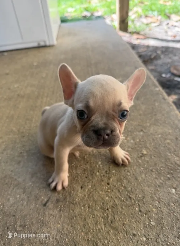 MJ – French Bulldog puppy for sale in Slidell, LA
