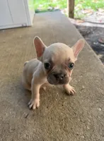 MJ, a male French Bulldog for sale in Slidell, LA – 1 of 1