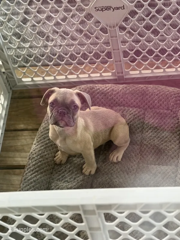 Shadow  – French Bulldog puppy for sale in Slidell, LA