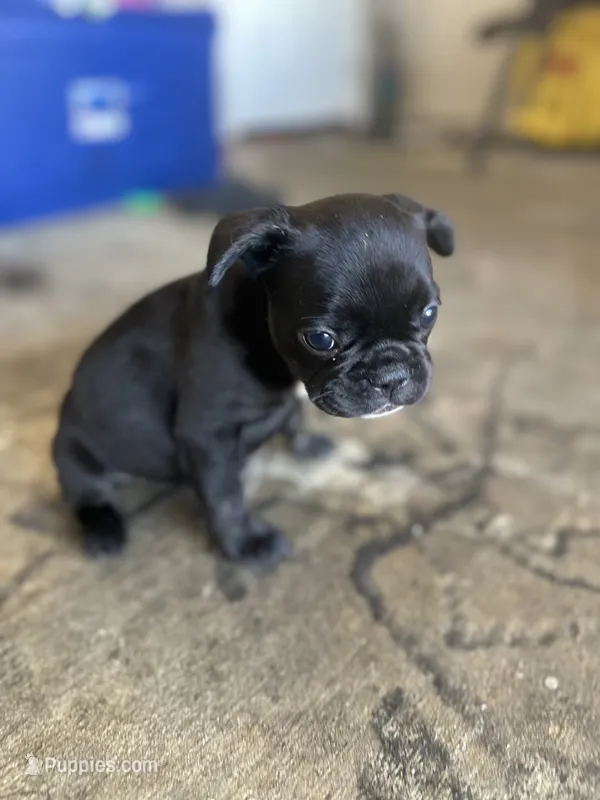 Luna – French Bulldog puppy for sale in Slidell, LA