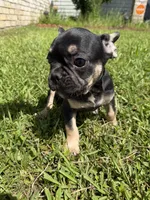 Saint , a male French Bulldog for sale in Slidell, LA – 10 of 10