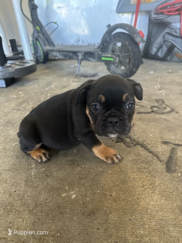 Lola – French Bulldog puppy for sale in Slidell, LA