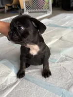 Luna, a female French Bulldog for sale in Slidell, LA – 7 of 10