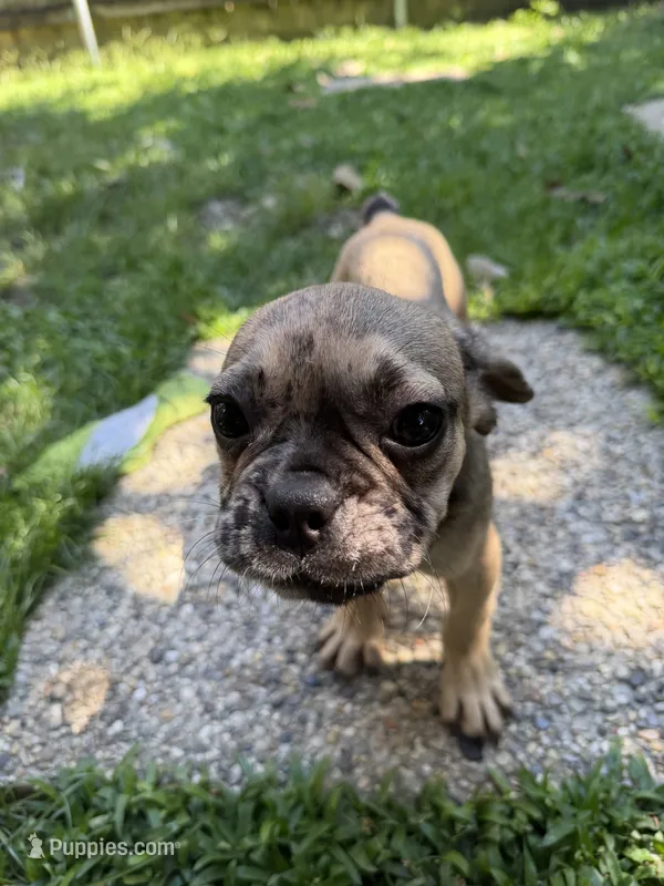 Simba – French Bulldog puppy for sale in Slidell, LA