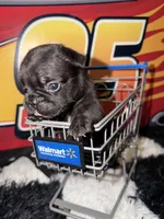 Rocko, a male French Bulldog for sale in Slidell, LA – Photo 2 of 3