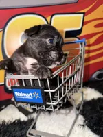 Rocko, a male French Bulldog for sale in Slidell, LA – Photo 3 of 3