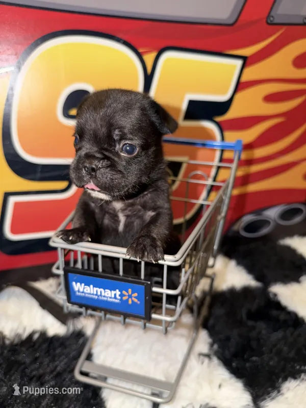 Rocko – French Bulldog puppy for sale in Slidell, LA