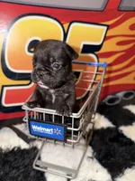 Rocko, a male French Bulldog for sale in Slidell, LA – Photo 1 of 3