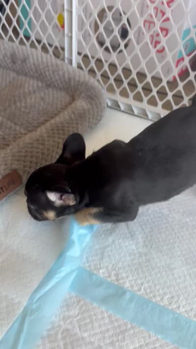 Saint , a male French Bulldog for sale in Slidell, LA – 4 of 9