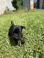 Luna, a female French Bulldog for sale in Slidell, LA – 2 of 10