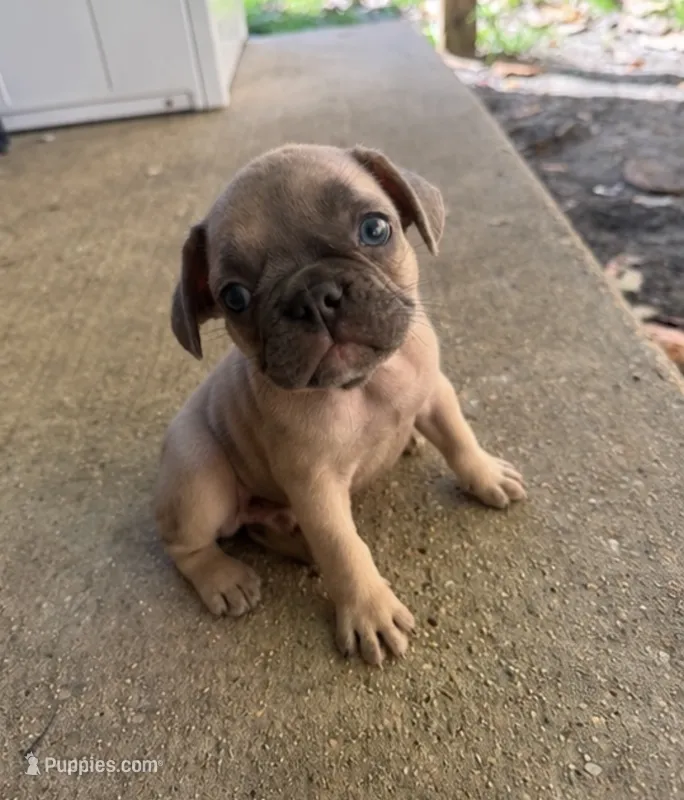 Shadow  – French Bulldog puppy for sale in Slidell, LA