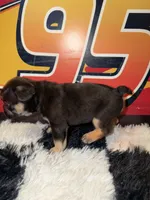 Saint , a male French Bulldog for sale in Slidell, LA – Photo 4 of 4