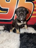 Saint , a male French Bulldog for sale in Slidell, LA – Photo 2 of 4