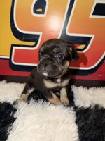 Saint , a male French Bulldog for sale in Slidell, LA – Photo 3 of 4